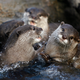 Asian small-clawed sea otters playing